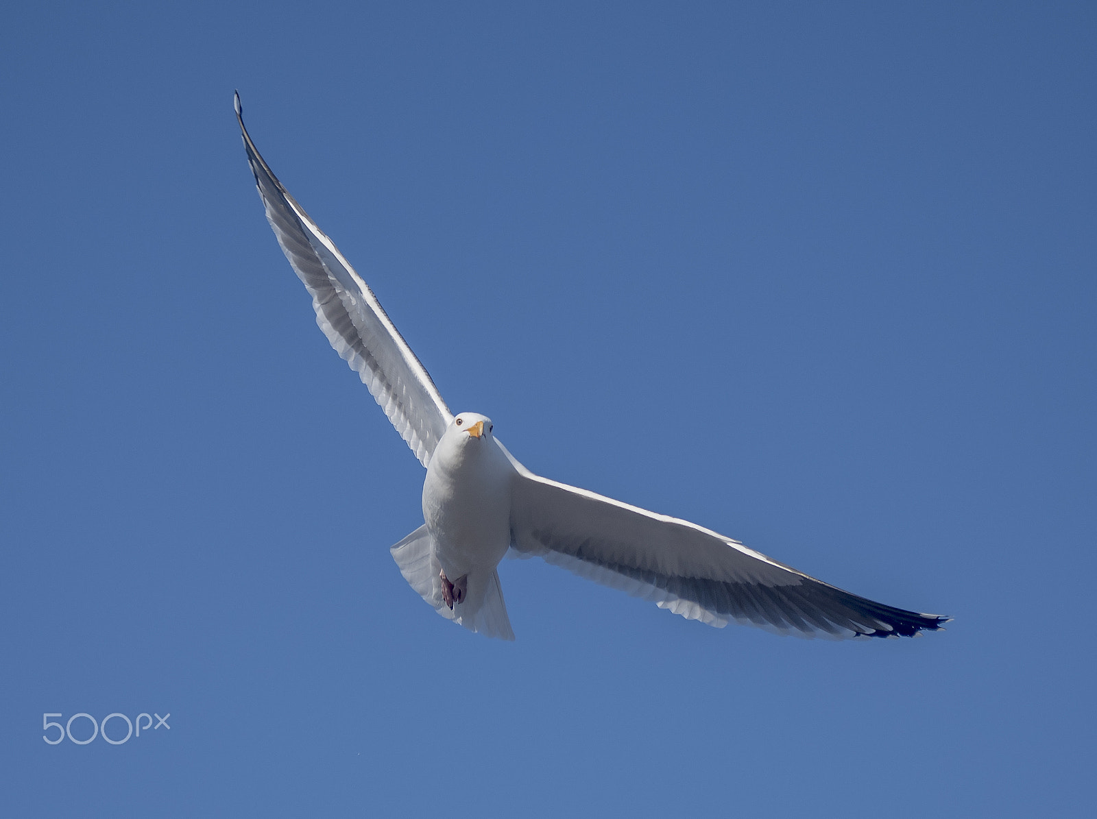 Nikon D750 sample photo. Bird photography