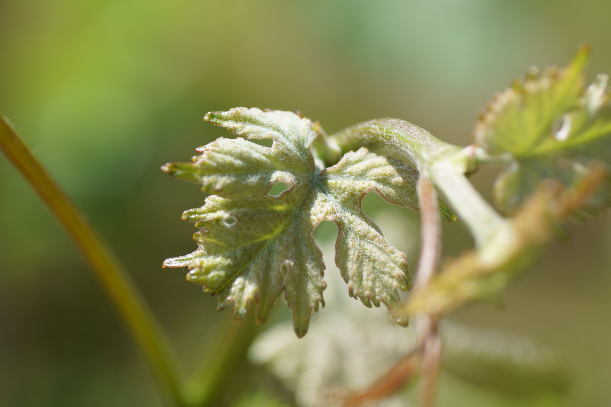 Sony ILCA-77M2 + Tamron SP AF 90mm F2.8 Di Macro sample photo