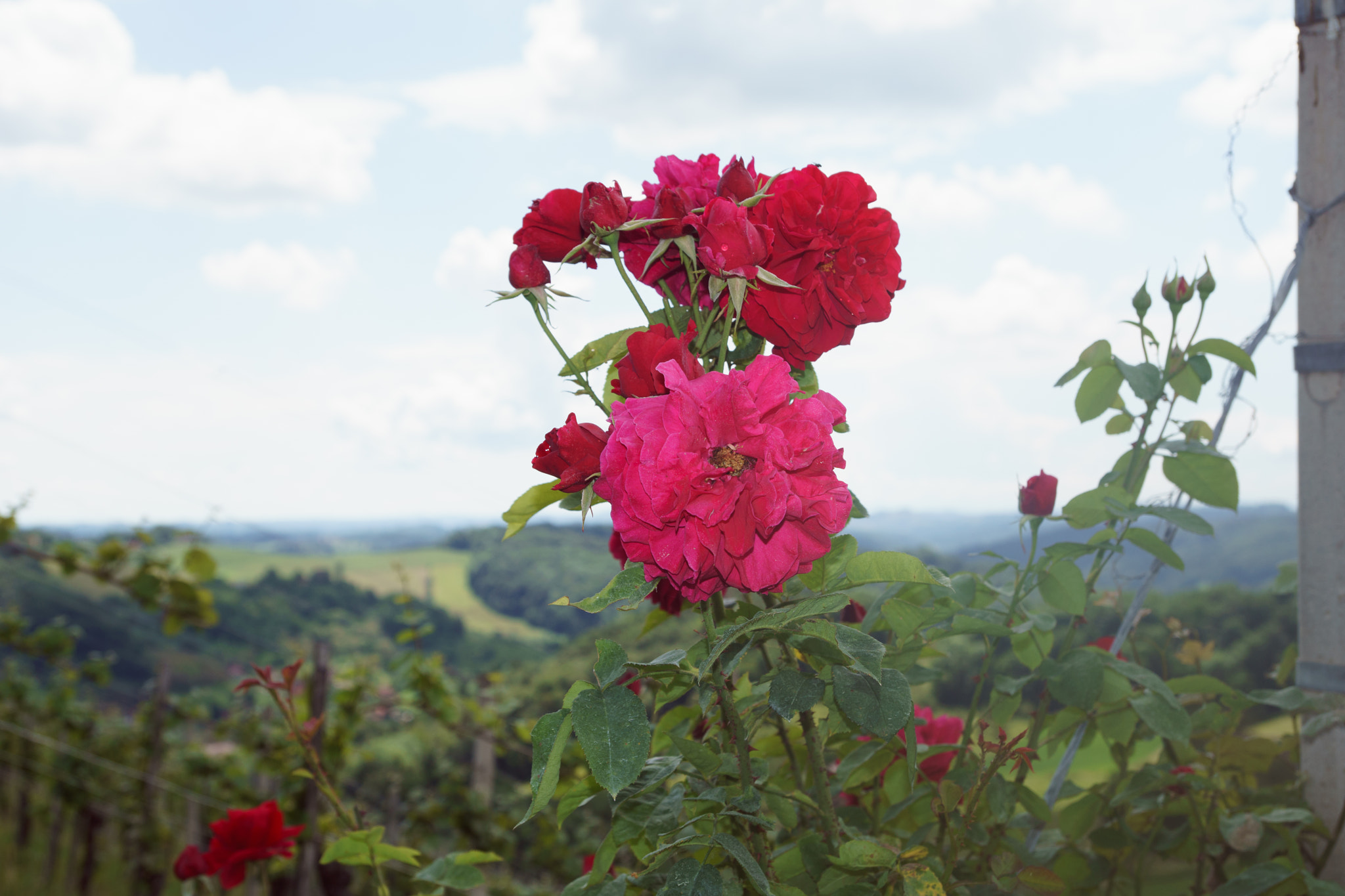 Sony ILCA-77M2 sample photo