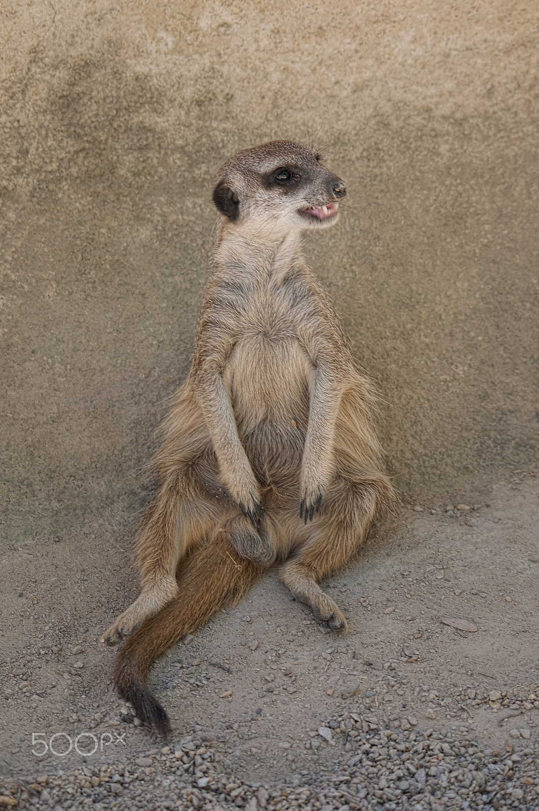 Sigma 150-500mm F5-6.3 DG OS HSM sample photo. Meerkat photography