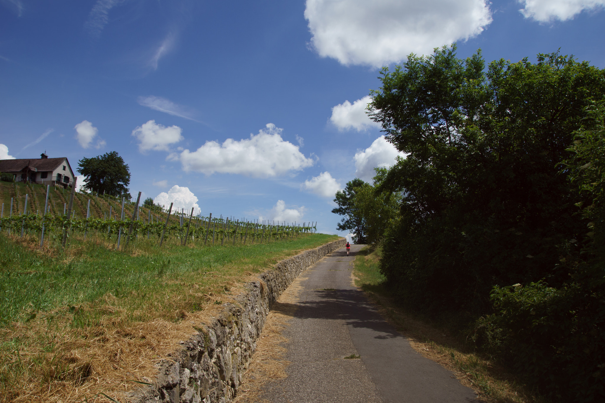 Sony ILCA-77M2 sample photo