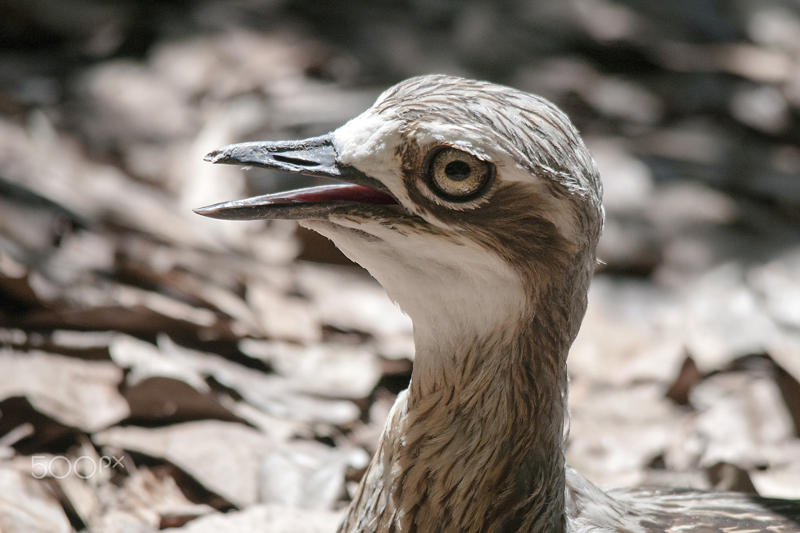 Sigma 150-500mm F5-6.3 DG OS HSM sample photo. Bird photography