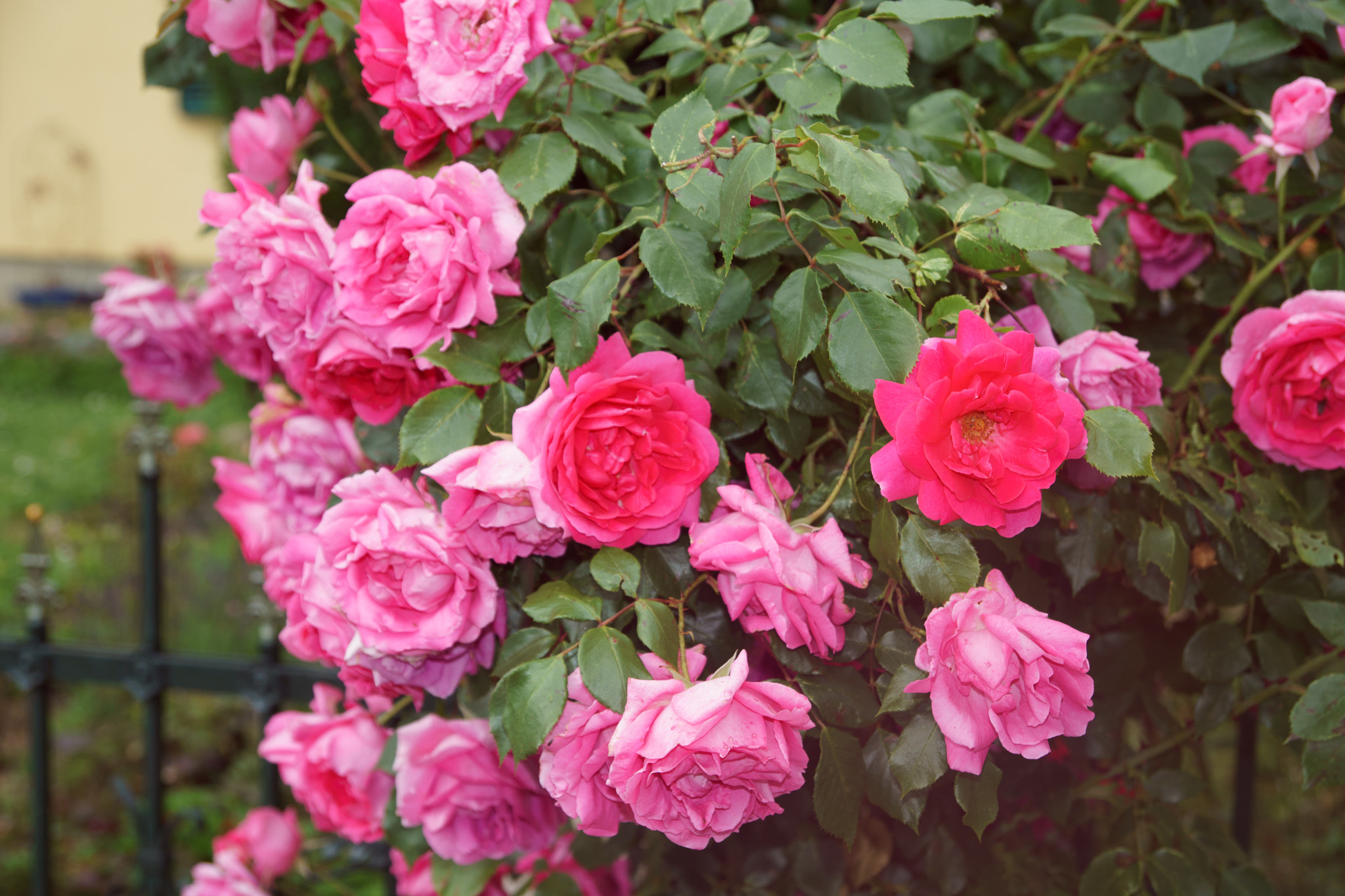Sony ILCA-77M2 sample photo