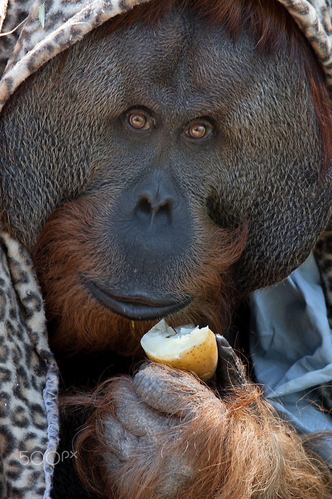 Nikon D300S + Sigma 150-500mm F5-6.3 DG OS HSM sample photo. Orangutan photography