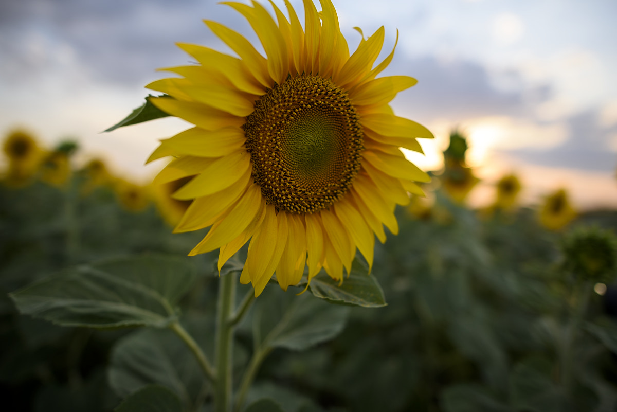 Nikon D810 + Nikon AF-S Nikkor 24mm F1.4G ED sample photo