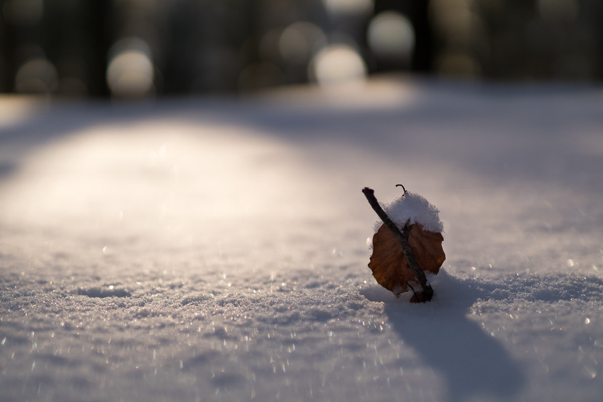 Sigma 50mm F1.4 EX DG HSM sample photo. Kleines schneehäubchen photography