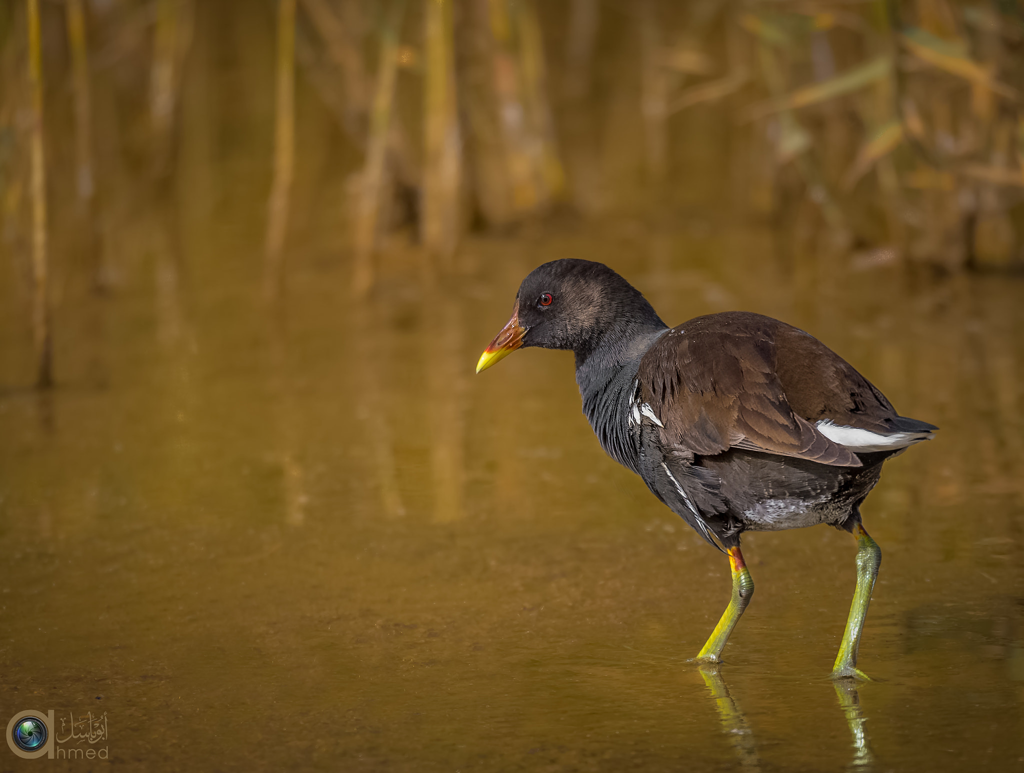 Sigma 150-600mm F5-6.3 DG OS HSM | S sample photo