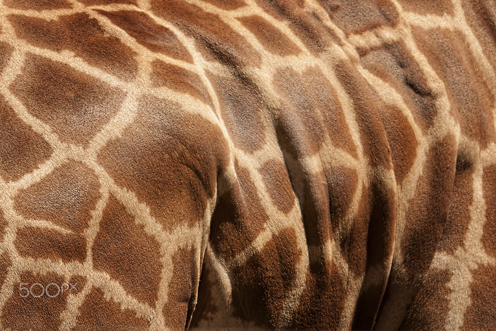Sigma 150-500mm F5-6.3 DG OS HSM sample photo. Wild photography