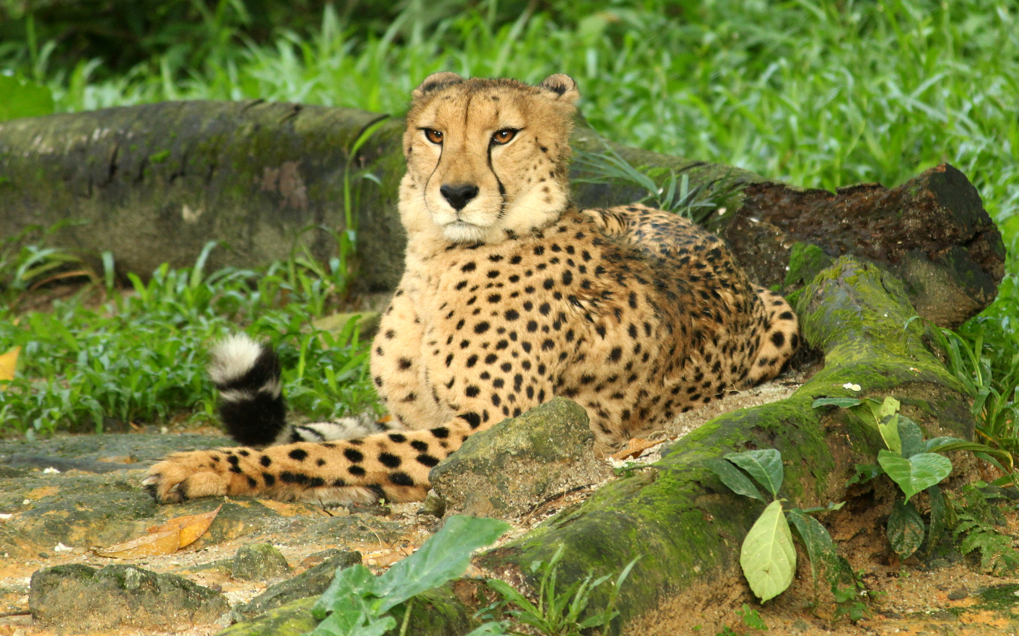 Canon EOS 100D (EOS Rebel SL1 / EOS Kiss X7) sample photo. Cheetah photography