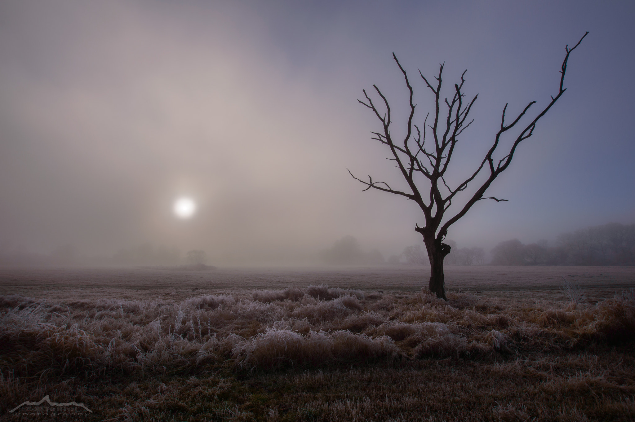 Sigma 10-20mm F3.5 EX DC HSM sample photo. "the tree" photography