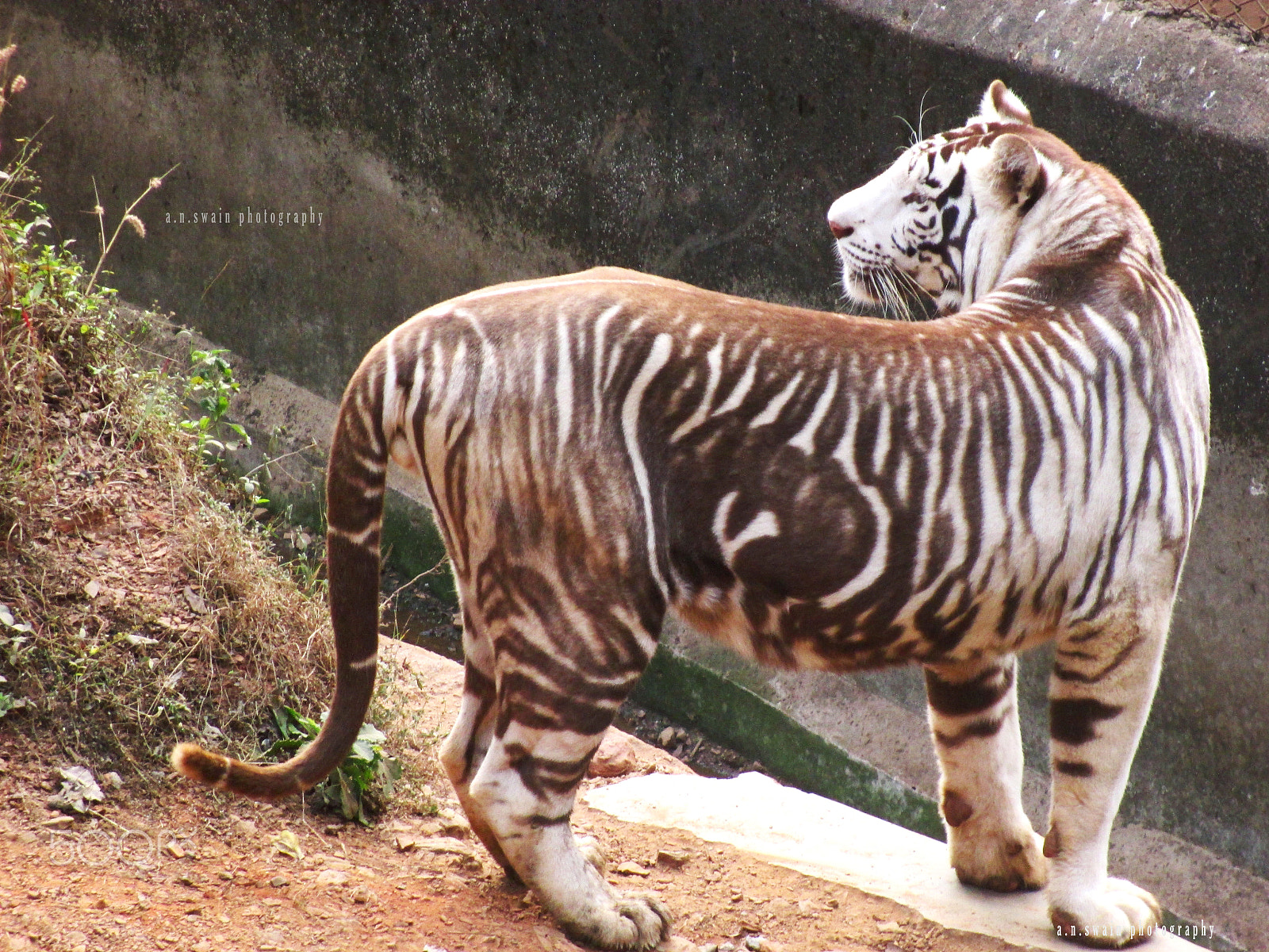 Canon PowerShot A4000 IS sample photo. Melanistic tiger photography