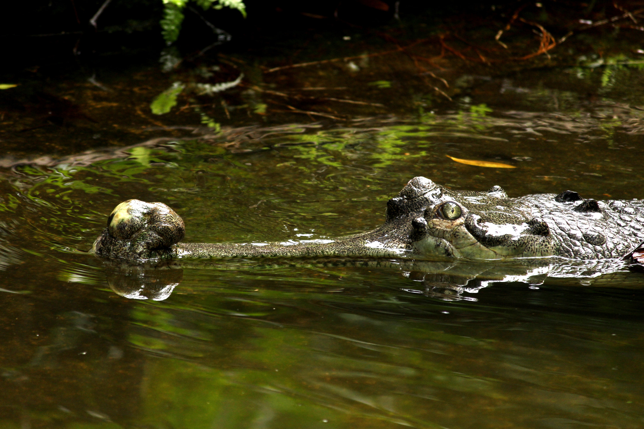Canon EOS 100D (EOS Rebel SL1 / EOS Kiss X7) sample photo. Danger in the water... photography