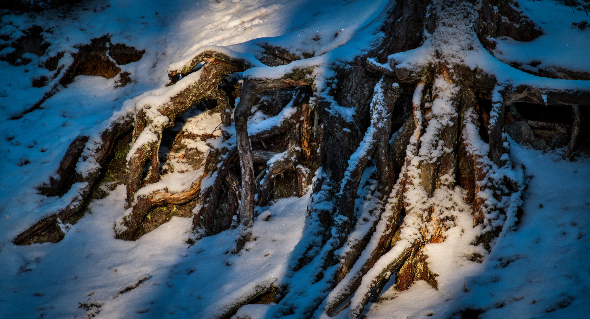Fujifilm X-E1 + Fujifilm XF 55-200mm F3.5-4.8 R LM OIS sample photo. Roots in the snow photography