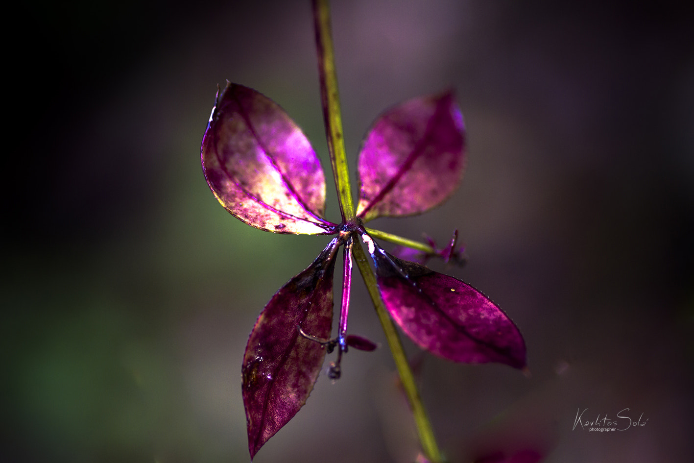 Canon EOS 7D + Tamron SP AF 90mm F2.8 Di Macro sample photo. Sensaciones photography