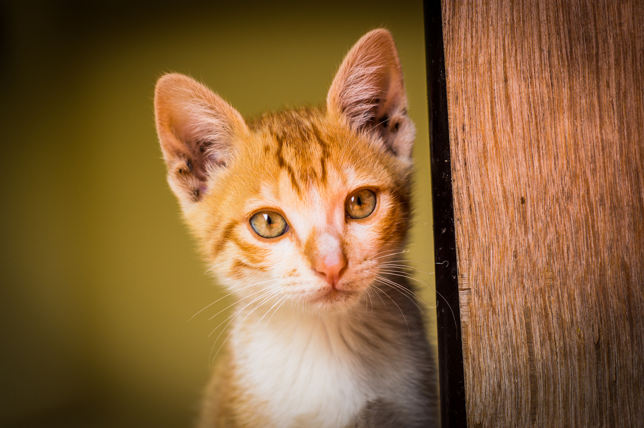 Sony SLT-A55 (SLT-A55V) + Sony DT 50mm F1.8 SAM sample photo. Curious cat photography