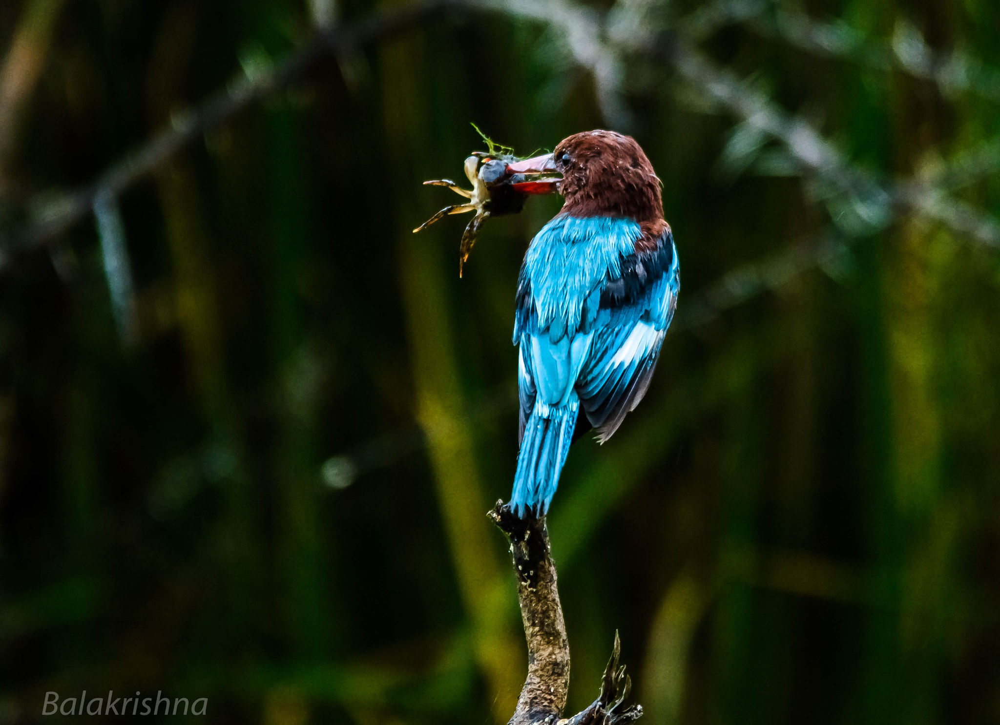 Sigma 150-500mm F5-6.3 DG OS HSM sample photo. Kingfisher with crab kill photography