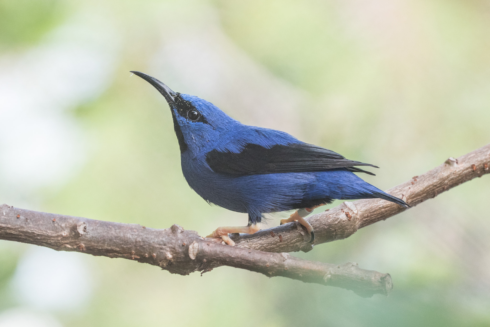 Sigma 150mm F2.8 EX DG OS Macro HSM sample photo. Shining honeycreeper photography