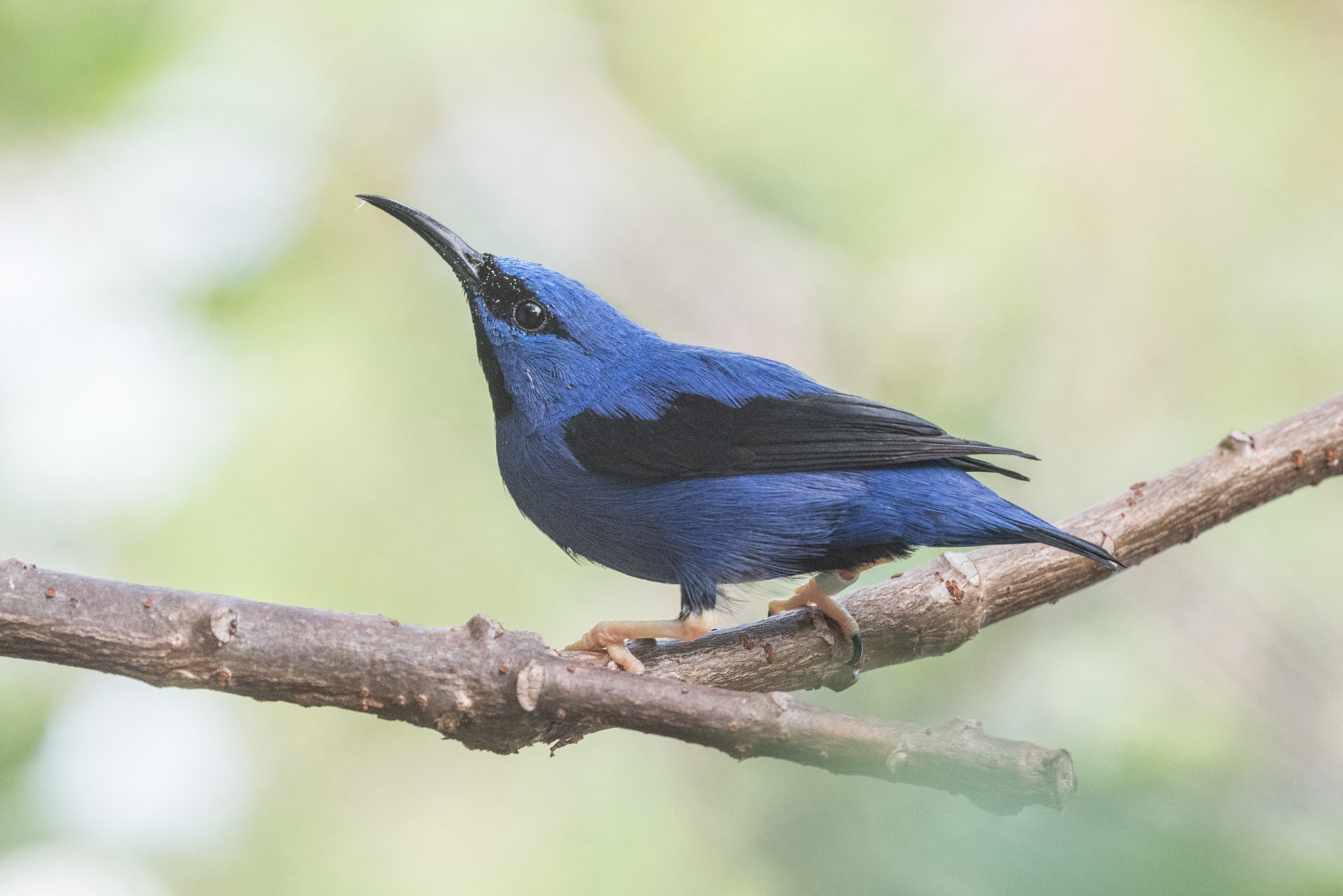 Nikon D750 + Sigma 150mm F2.8 EX DG OS Macro HSM sample photo. Shining honeycreeper photography