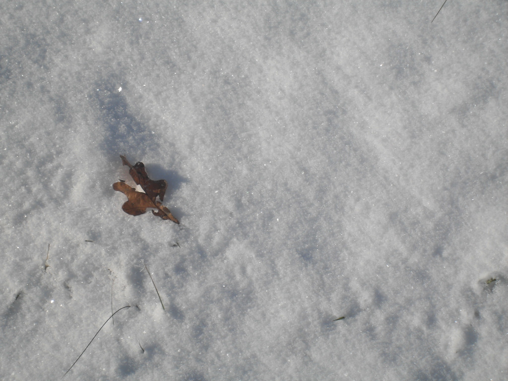 Samsung VLUU L100, M100  / Samsung L100, M100 sample photo. Blatt im schnee photography