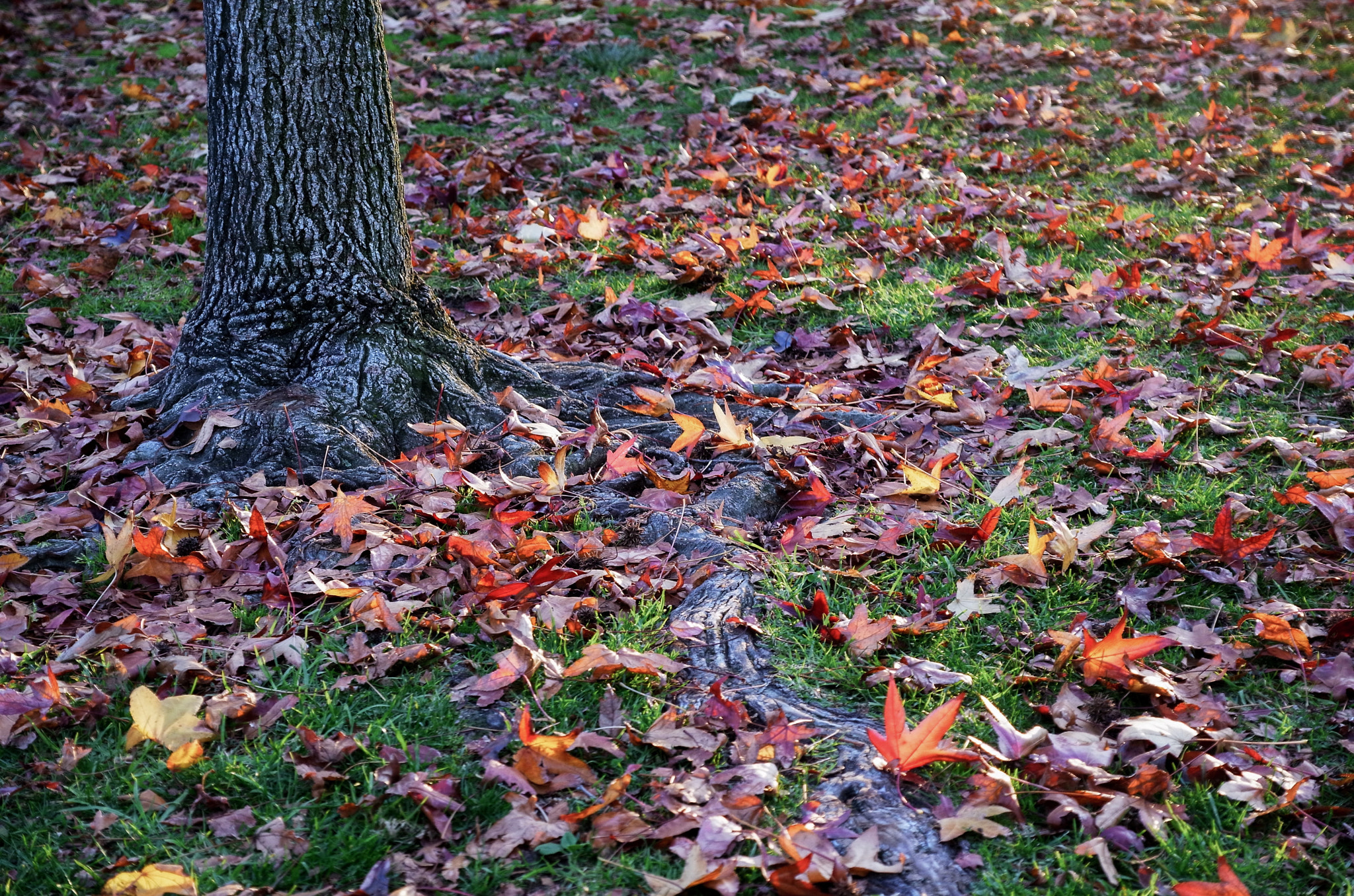 Ricoh GXR A16 sample photo. Foot of the tree photography