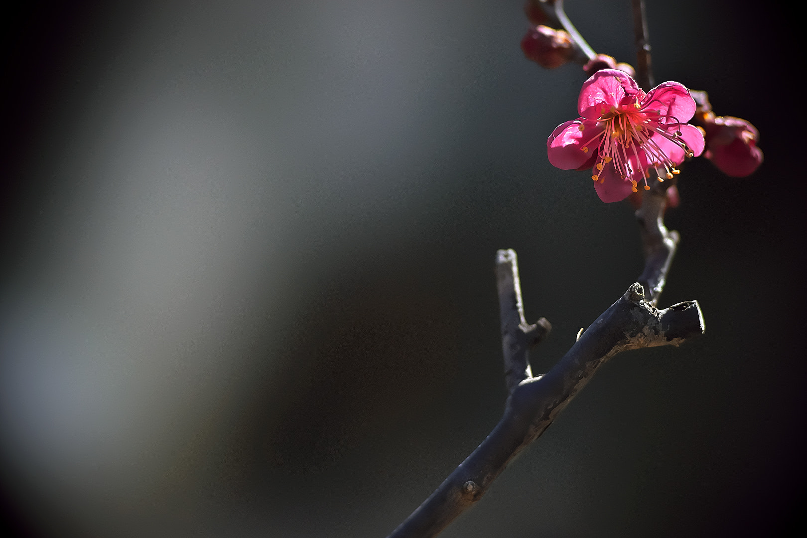 135mm F2.8[T4.5] STF sample photo. 紅梅（koubai） photography