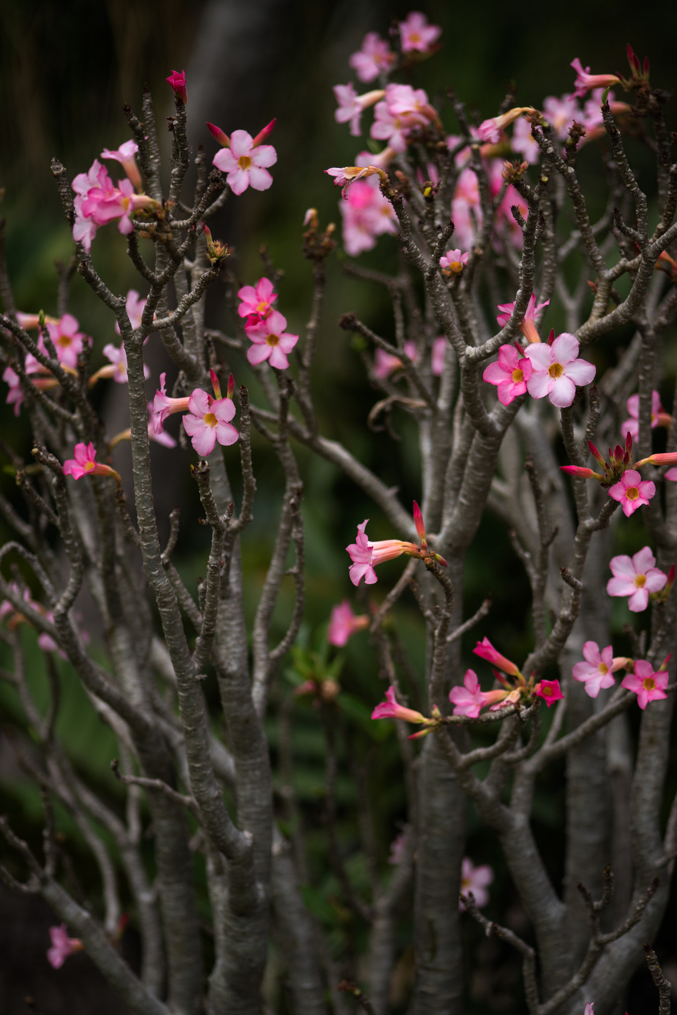 Sigma 105mm F2.8 EX DG Macro sample photo. Impala lily photography