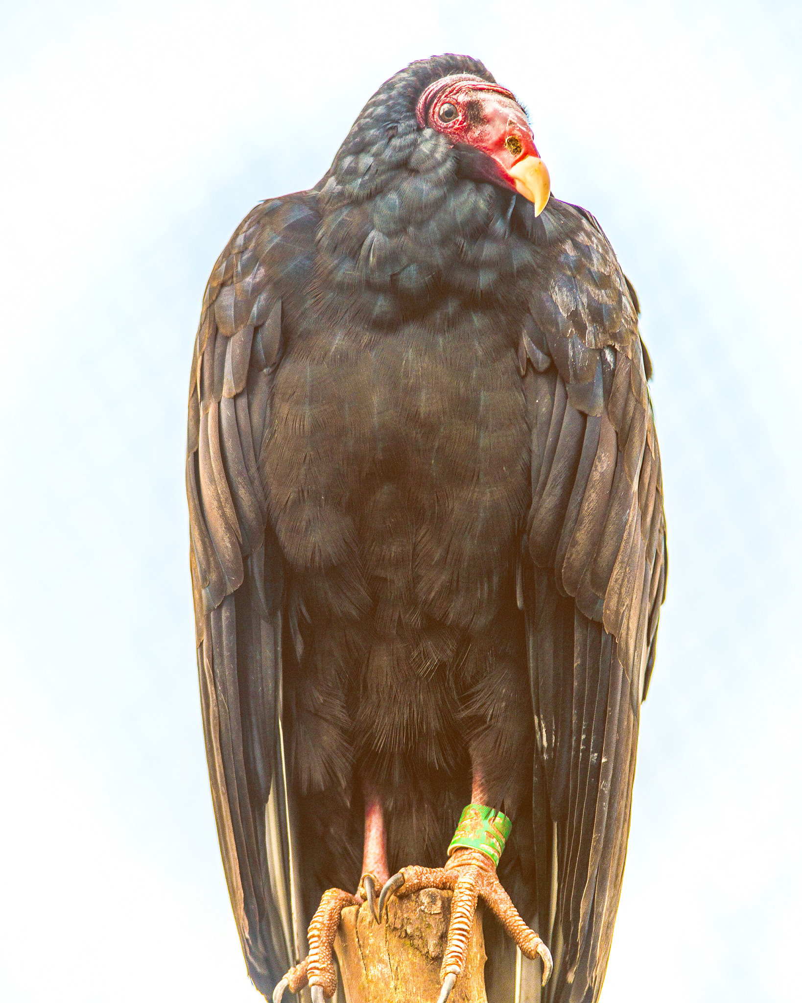 Tamron SP AF 70-200mm F2.8 Di LD (IF) MACRO sample photo. Vulture photography