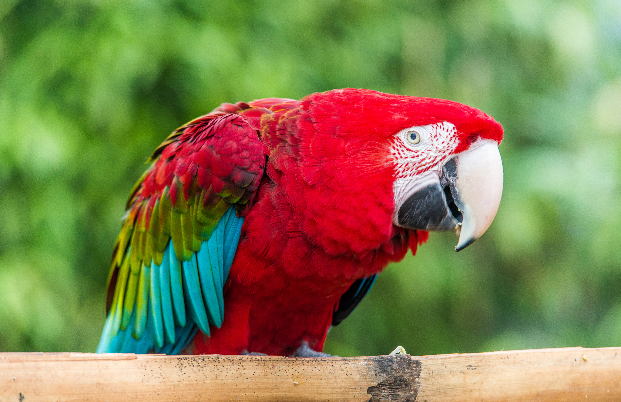 Sony a99 II + Tamron SP AF 70-200mm F2.8 Di LD (IF) MACRO sample photo. Macaw photography