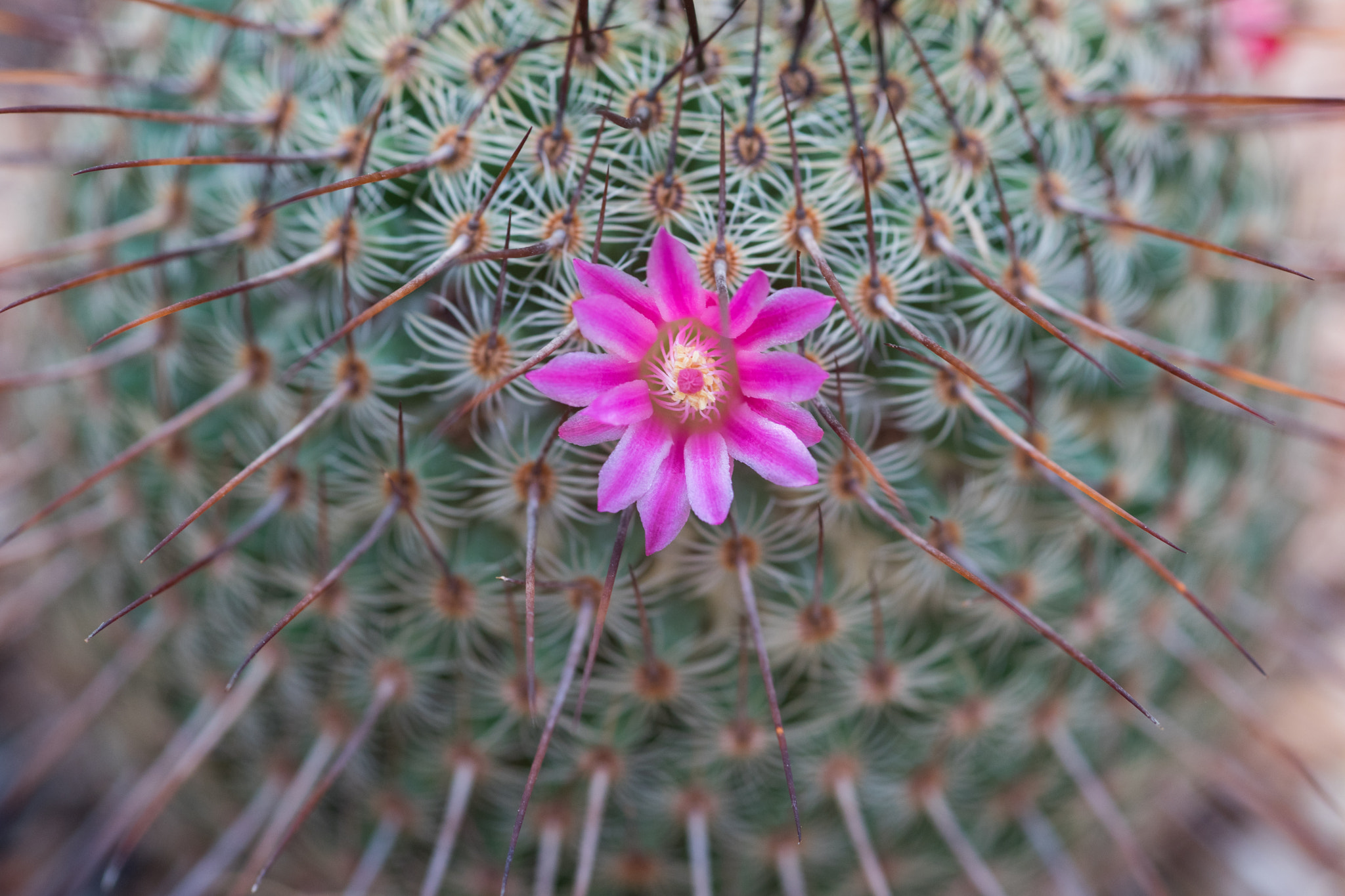 Sigma 105mm F2.8 EX DG Macro sample photo. Cactus photography