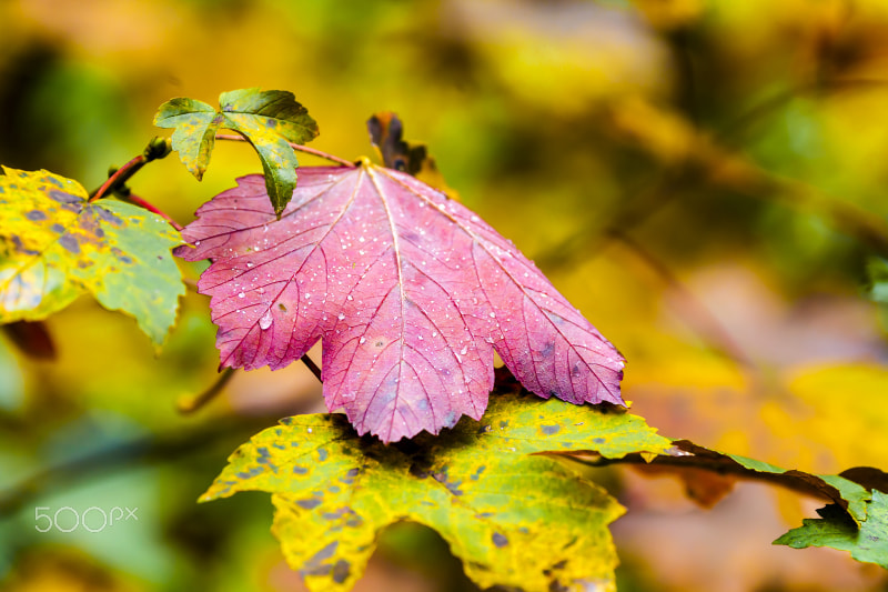 Canon EOS 5D Mark II + Canon EF 70-200mm F2.8L IS II USM sample photo