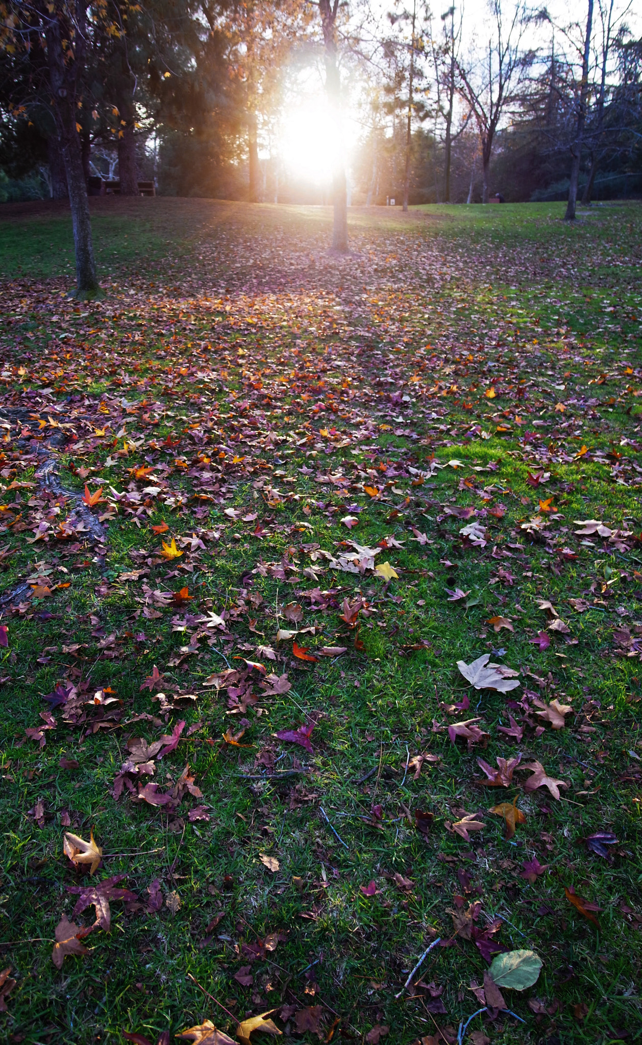 Ricoh GXR A16 sample photo. Sunlit park lawn photography
