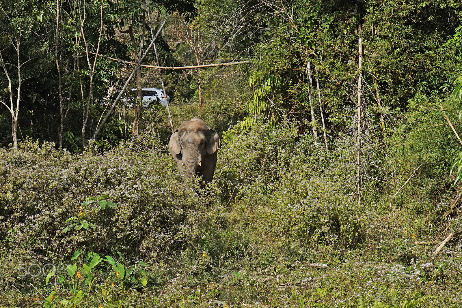 Sony Alpha a5000 (ILCE 5000) + E 50mm F1.8 OSS sample photo. A lone elephant photography