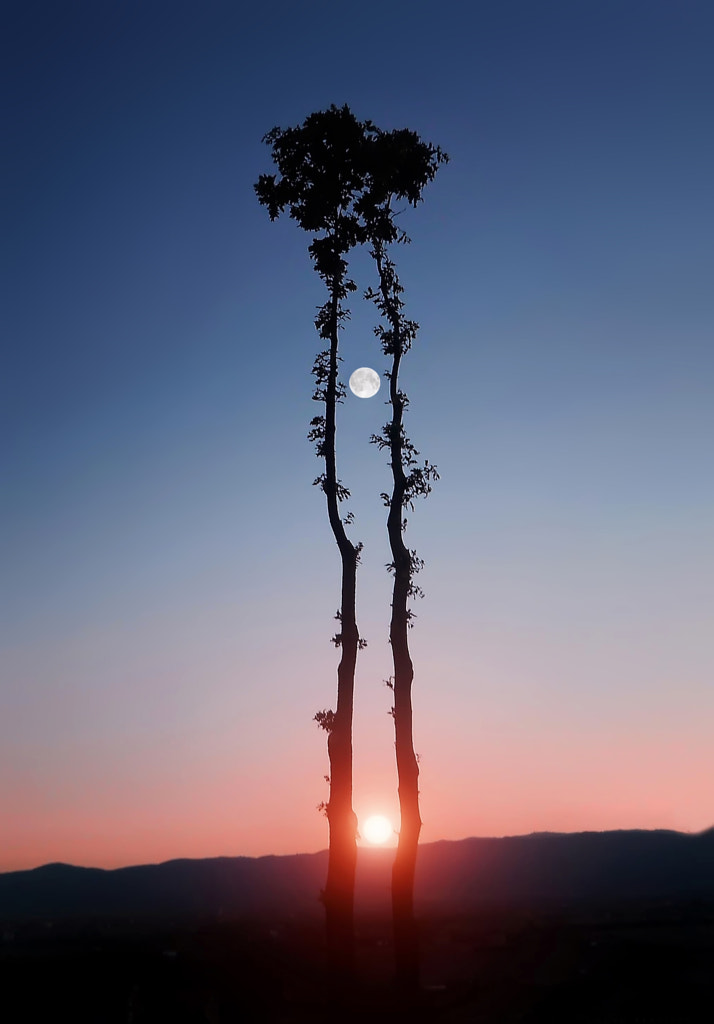 Oak kisses by Bess Hamiti on 500px.com