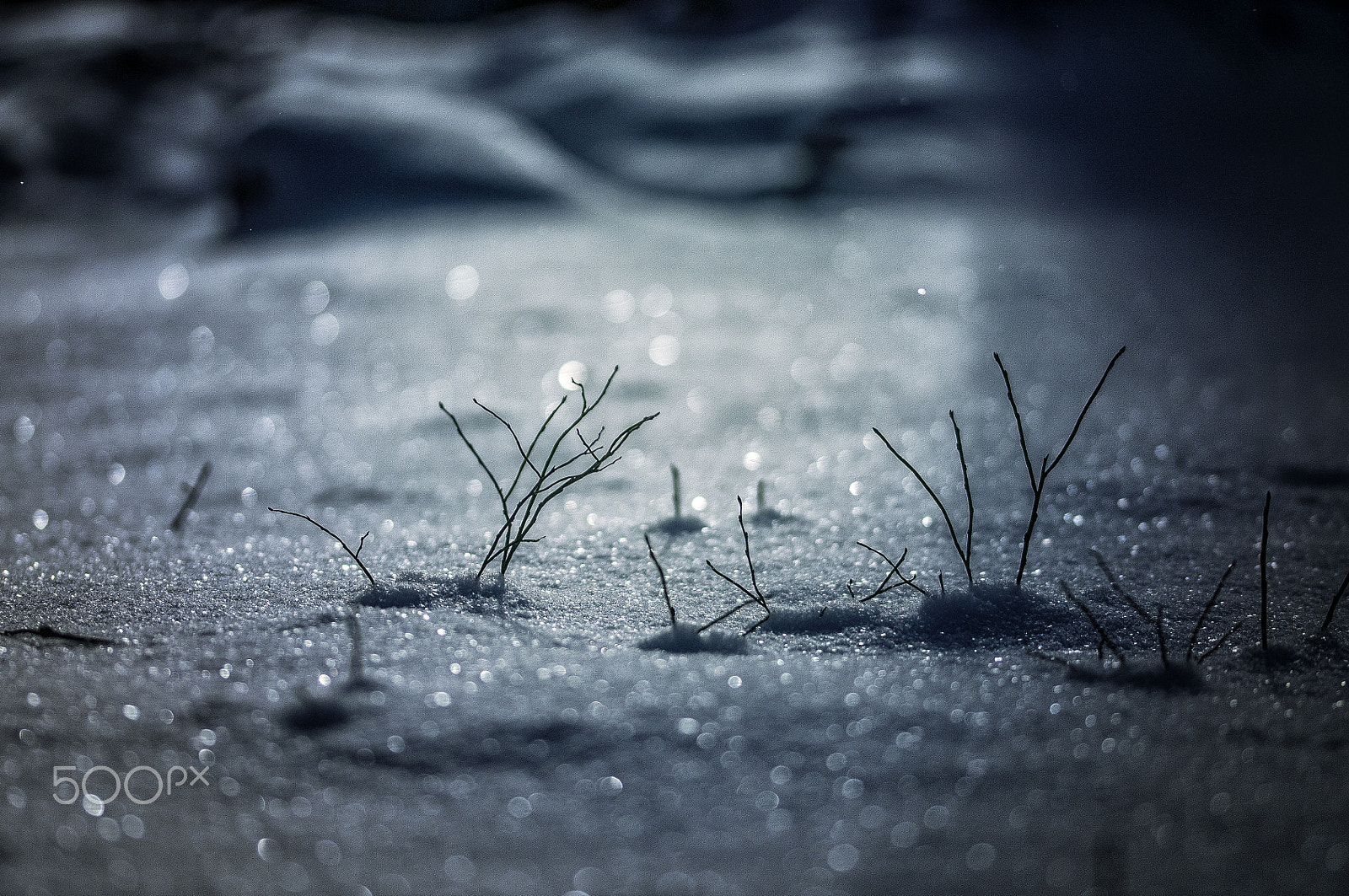 Sigma 105mm F2.8 EX DG OS HSM sample photo. Freezing photography