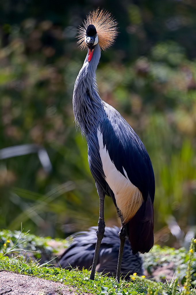 Nikon D4 sample photo. Grey crowned crane photography