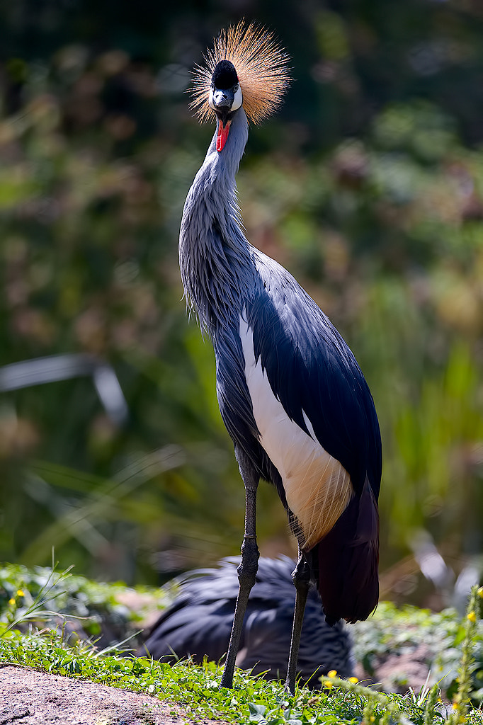 Nikon D4 + Nikon AF-S Nikkor 300mm F4D ED-IF sample photo. Grey crowned crane photography