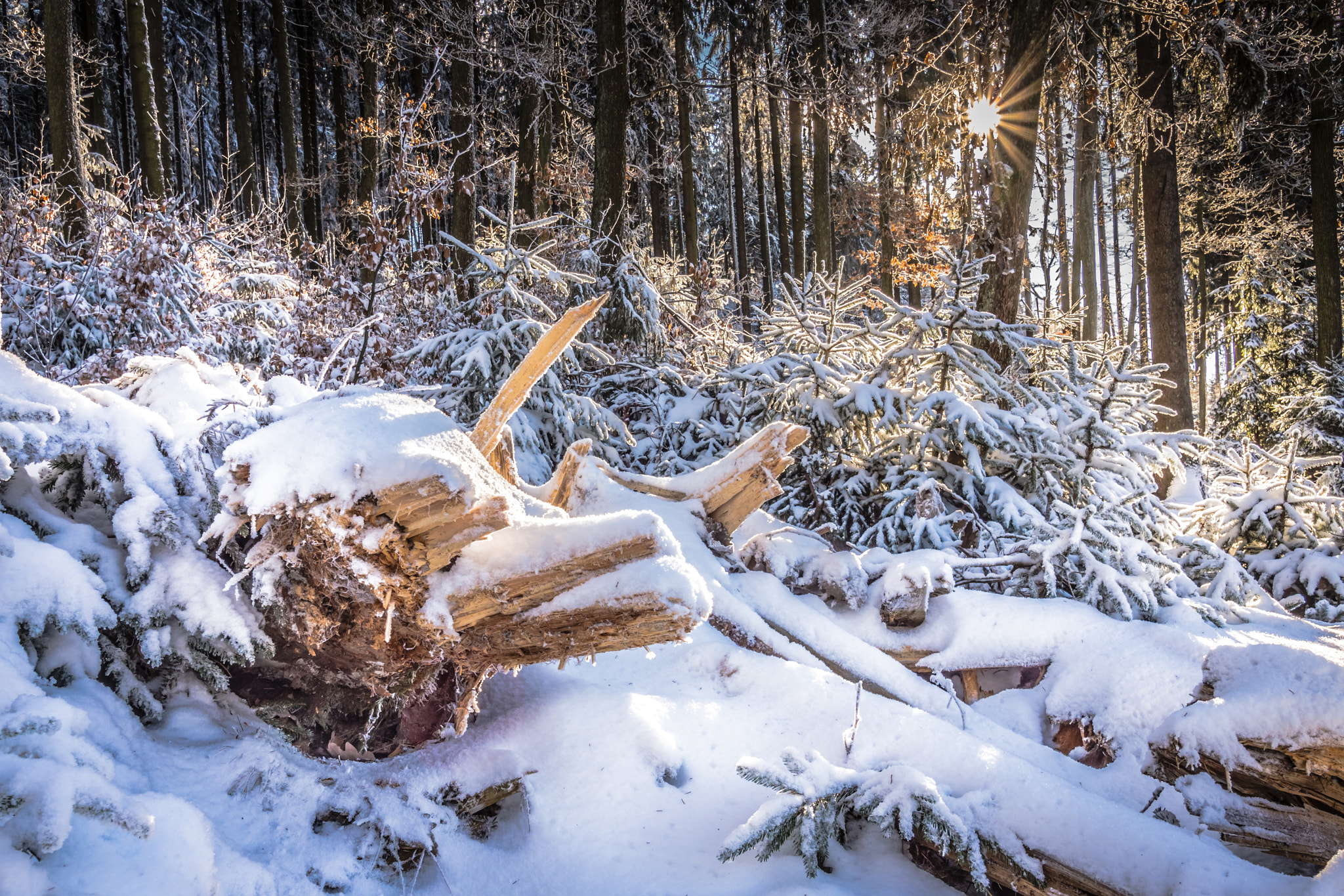 Olympus OM-D E-M1 Mark II + Olympus M.Zuiko Digital ED 7-14mm F2.8 PRO sample photo. Snow in the forest photography