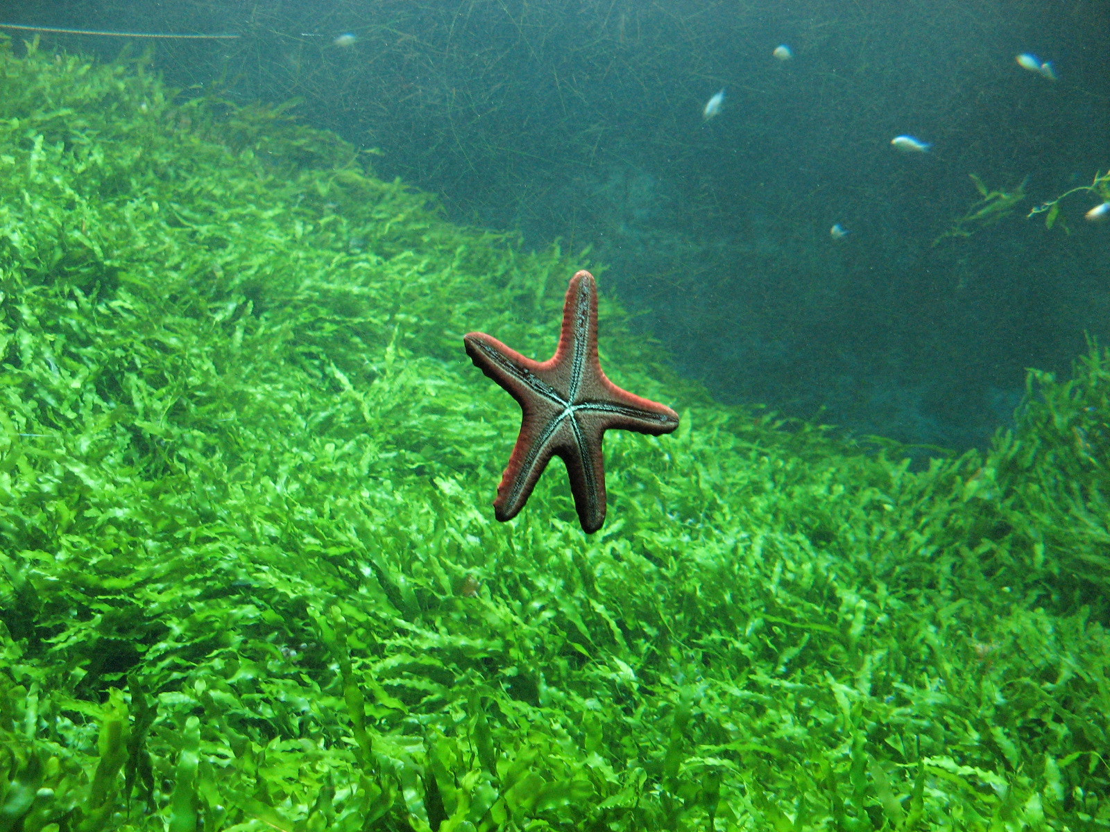 Canon POWERSHOT A700 sample photo. Starfish photography