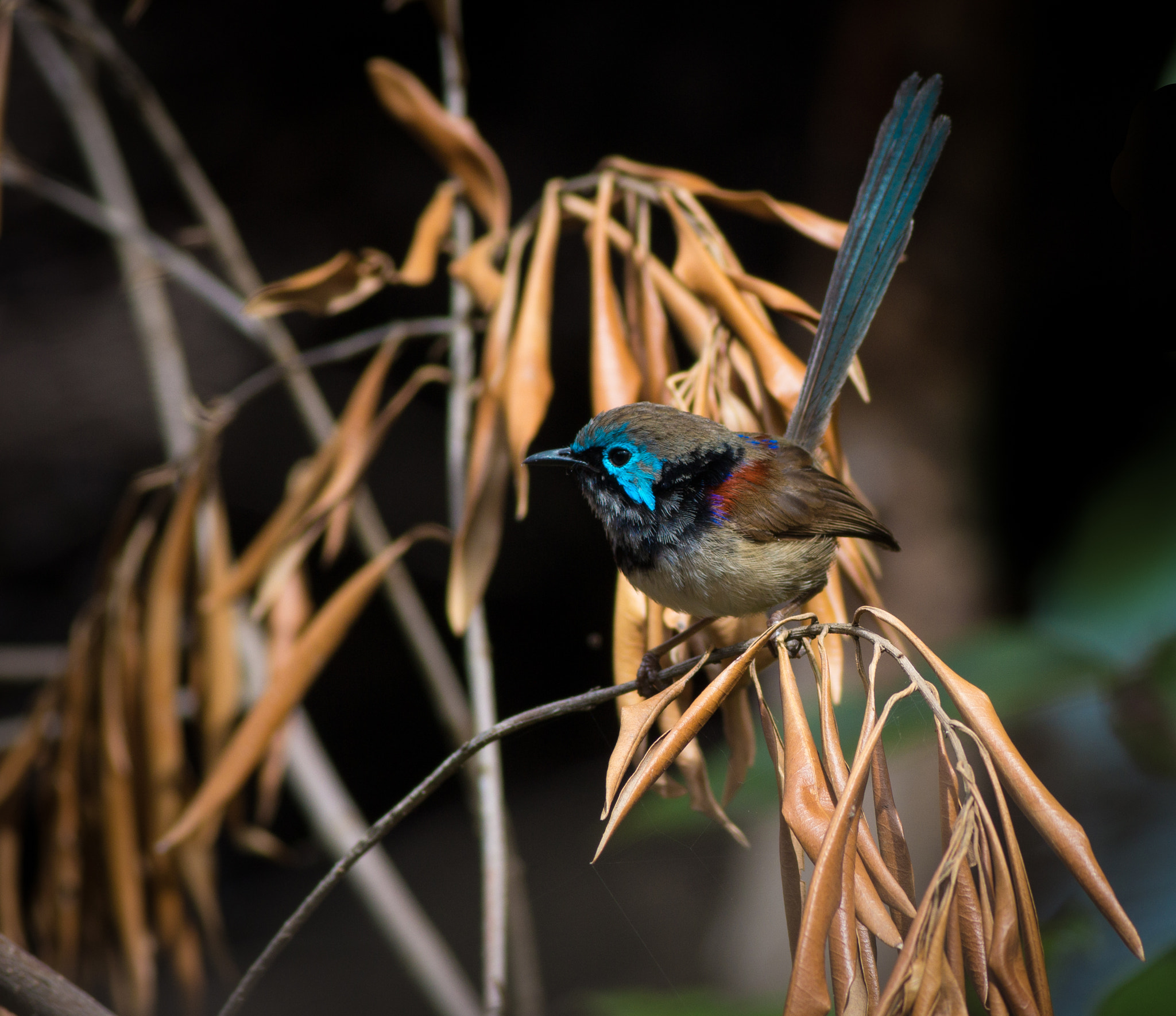 Canon EOS 700D (EOS Rebel T5i / EOS Kiss X7i) + Canon EF 400mm F5.6L USM sample photo. Variegated  fairy wren photography