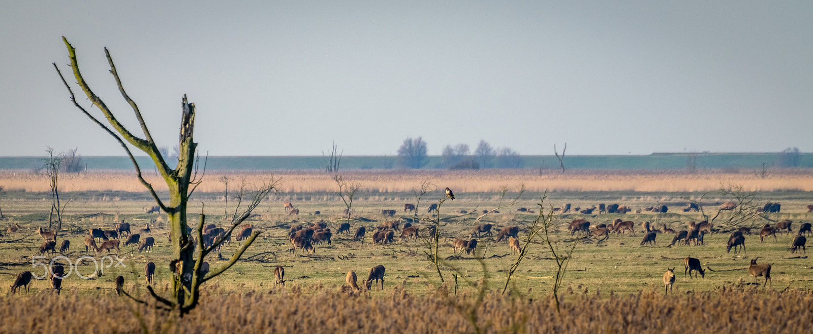 Nikon D5300 + Sigma 50-500mm F4.5-6.3 DG OS HSM sample photo. Pack of deers. photography