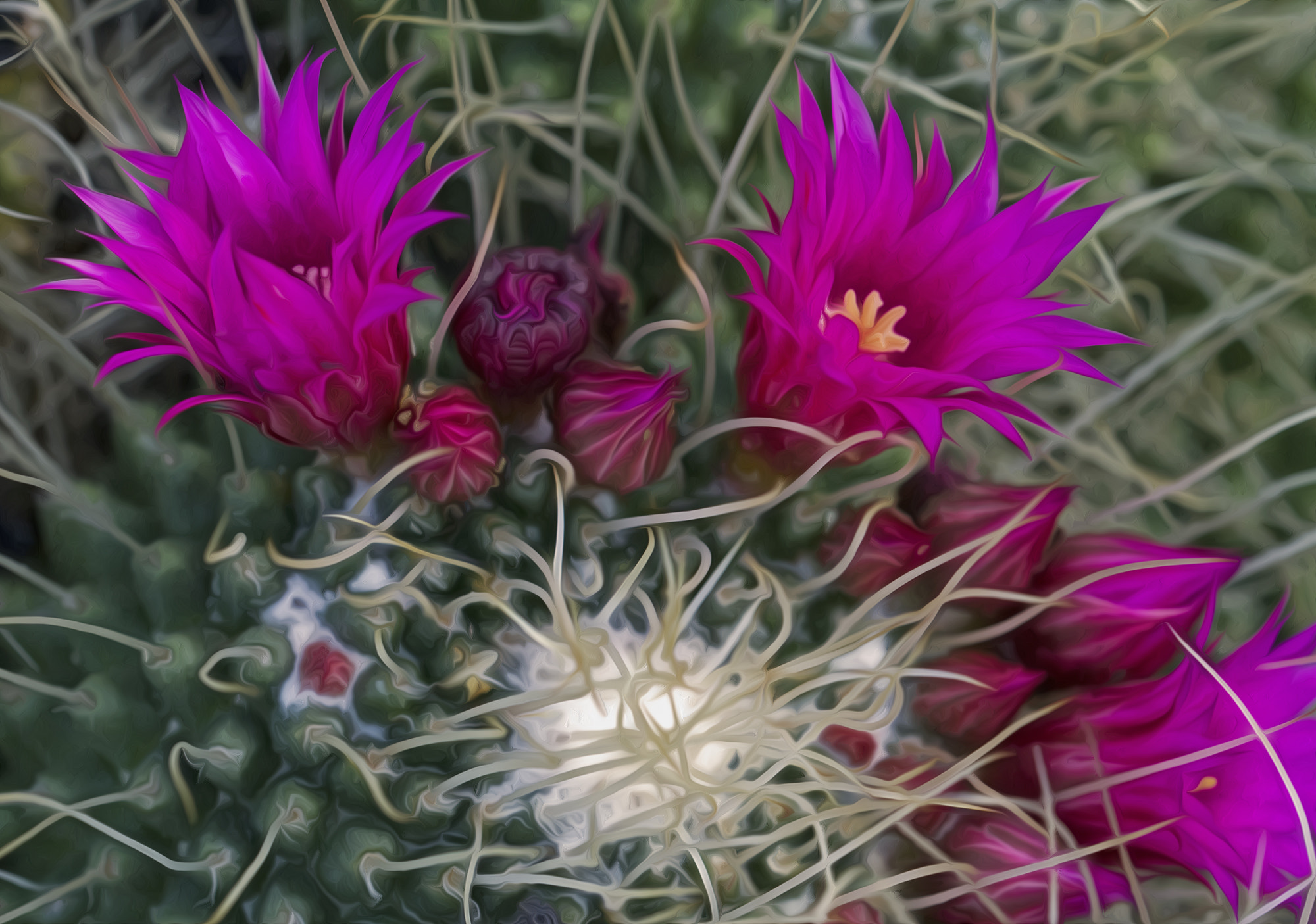 Sigma 150mm f/2.8 EX DG OS HSM APO Macro sample photo. Cactus flowers photography