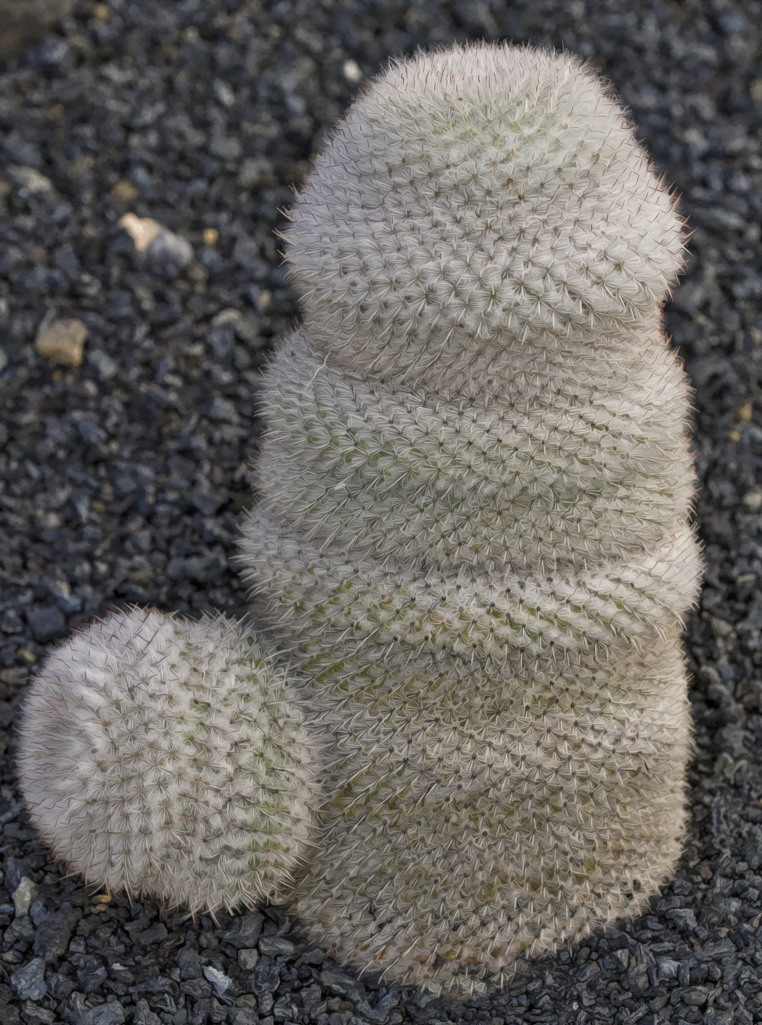 Sigma 150mm f/2.8 EX DG OS HSM APO Macro sample photo. Cactus photography