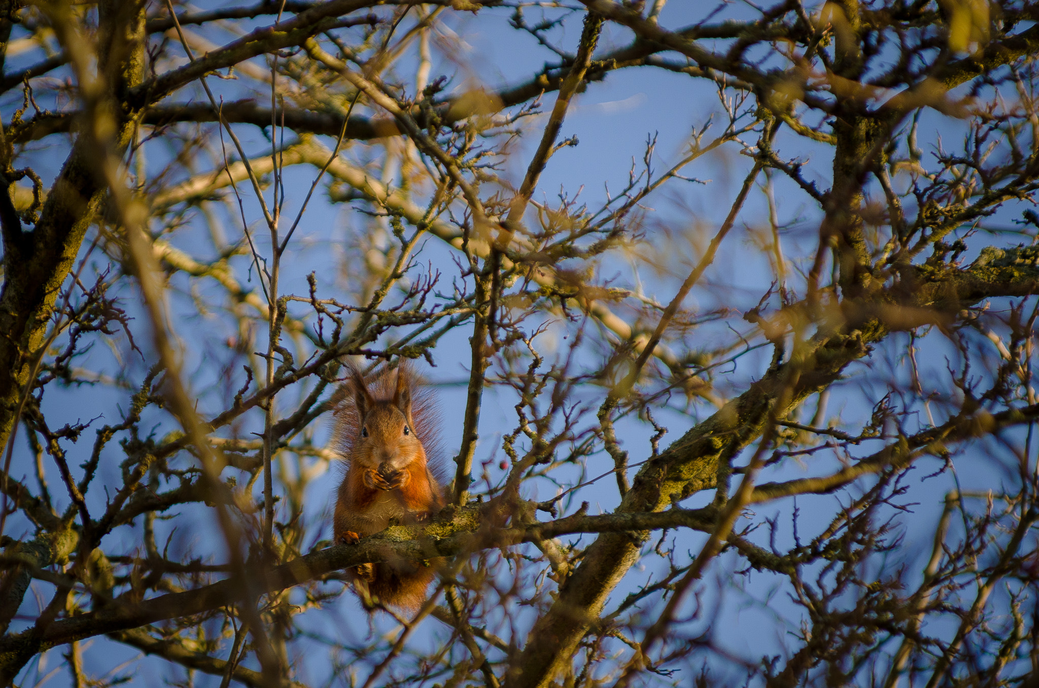 Pentax K-5 II + Pentax smc DA* 50-135mm F2.8 ED (IF) SDM sample photo. Well hello there. photography