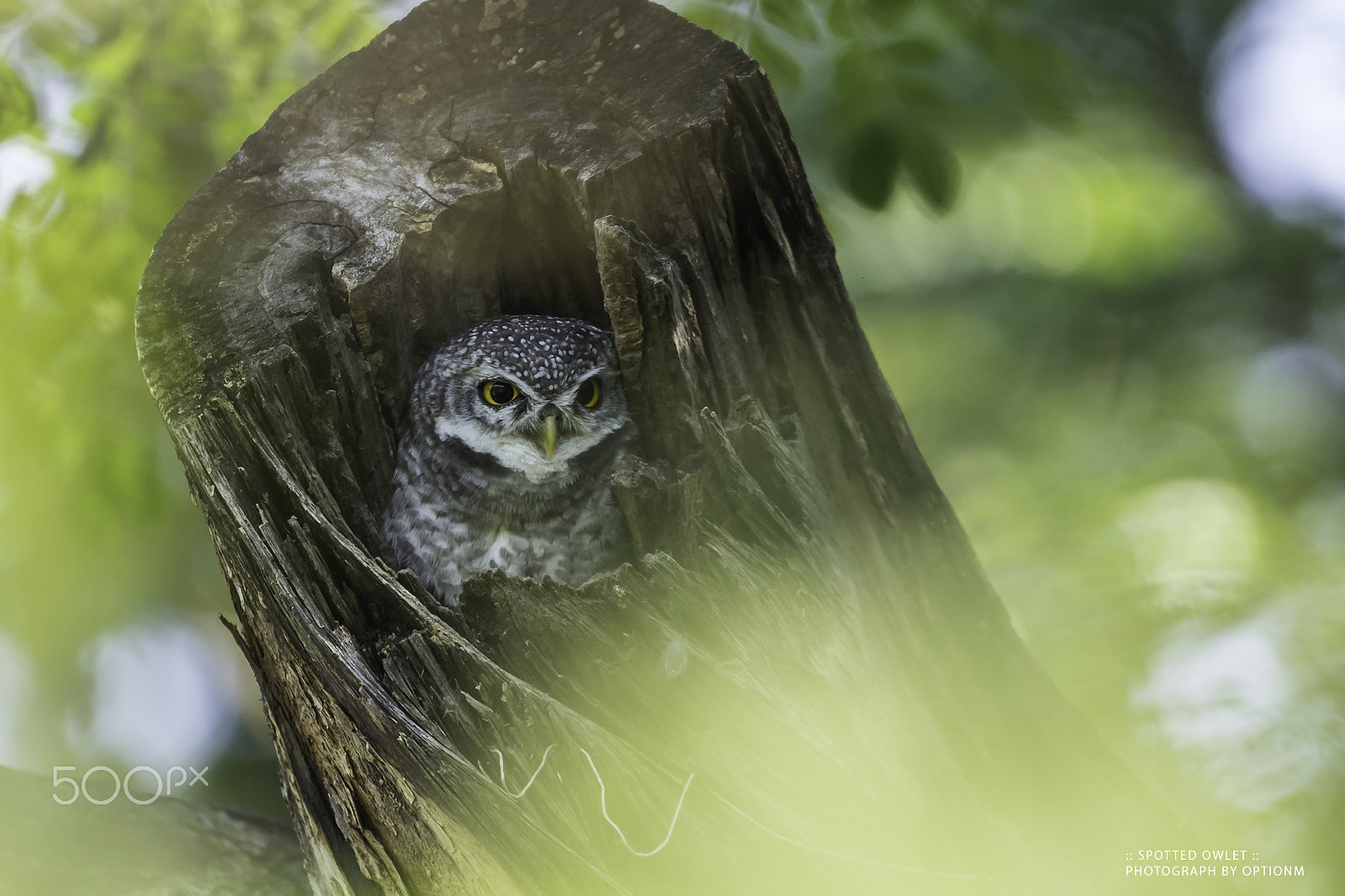 Sony a7 II sample photo. Spotted owlet photography