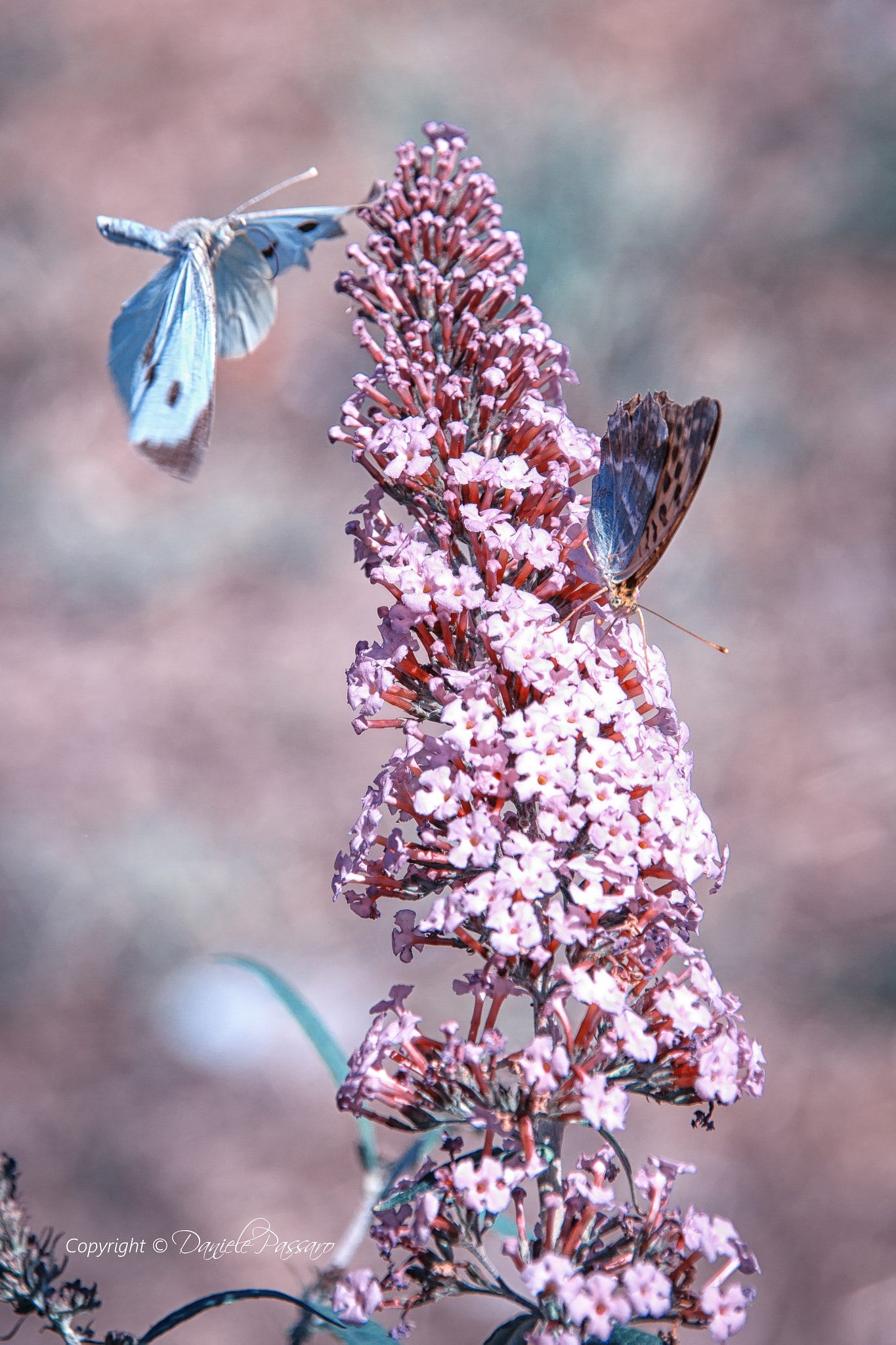 Sigma 18-200mm f/3.5-6.3 DC OS sample photo