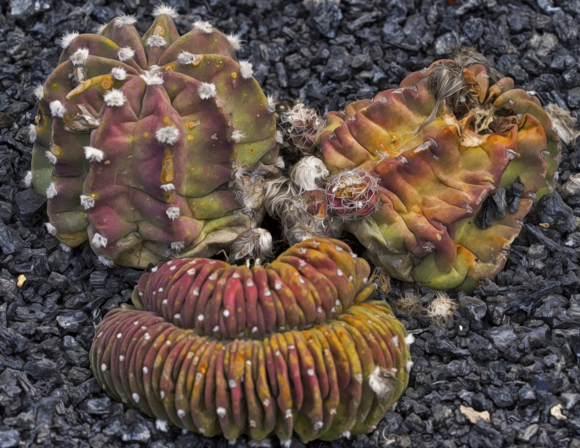Sigma 150mm f/2.8 EX DG OS HSM APO Macro sample photo. Multicolored cactus photography