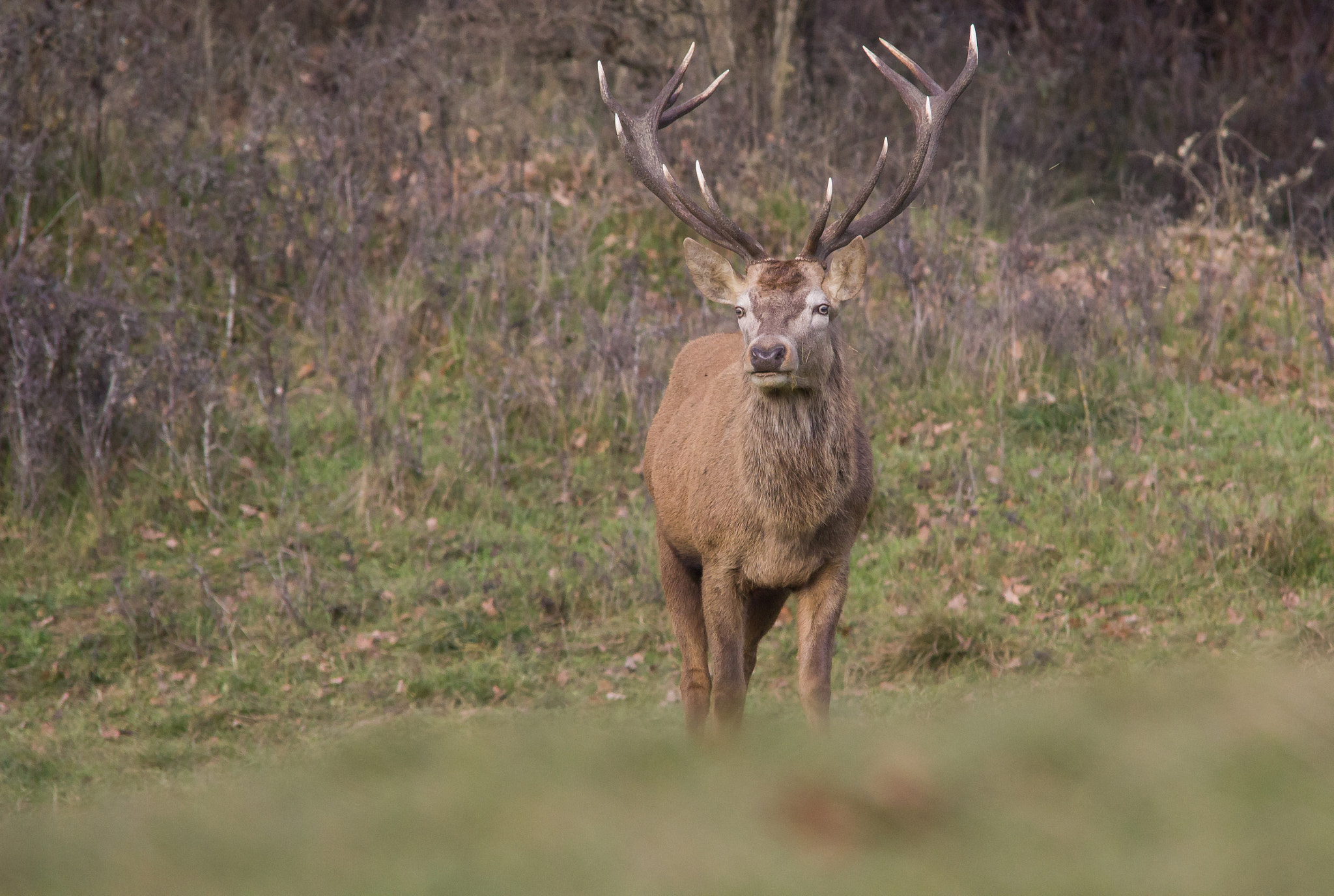 Sigma 150-500mm F5-6.3 DG OS HSM sample photo. Old deer photography