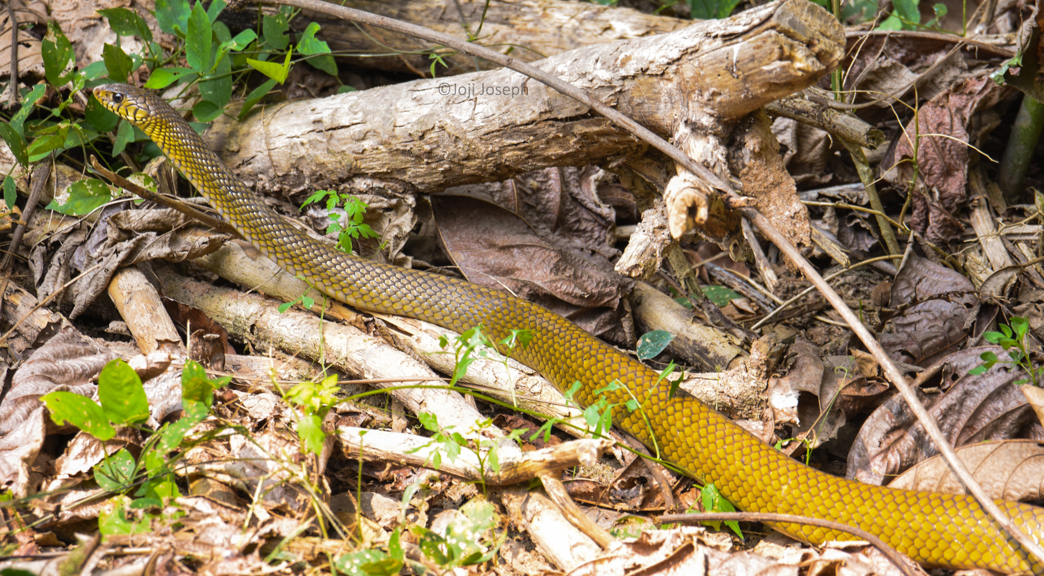 Nikon D7200 sample photo. Snake stare... photography