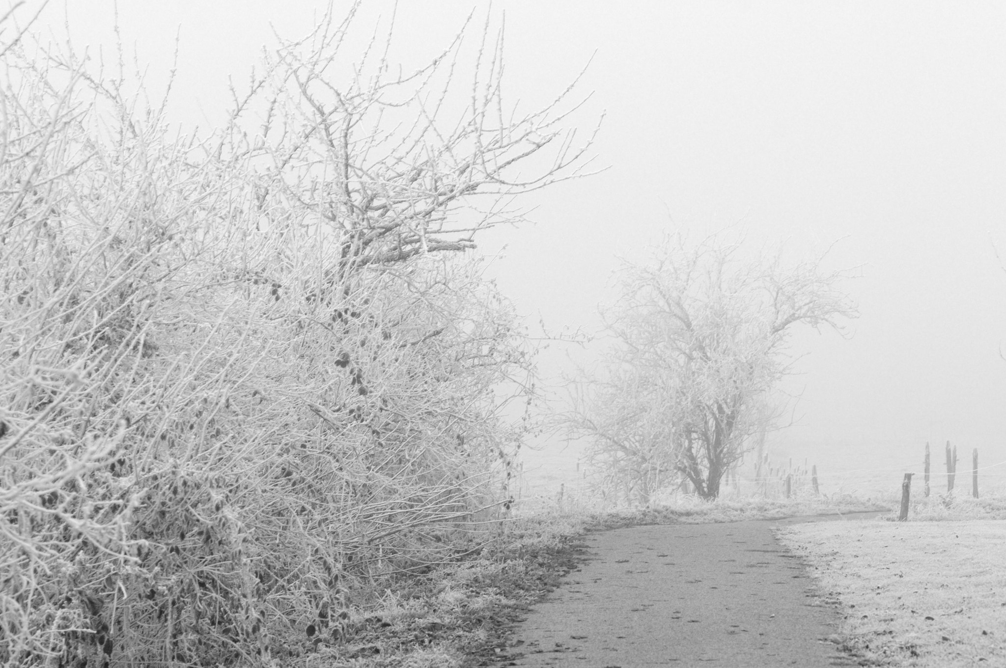 Nikon AF-S Micro-Nikkor 105mm F2.8G IF-ED VR sample photo. White morning photography