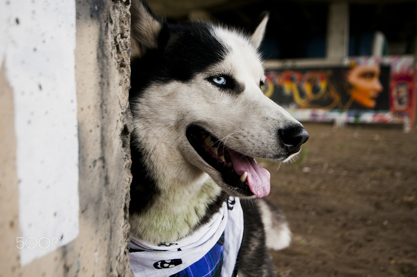 Canon EOS-1D Mark II N sample photo. Husky dog photography